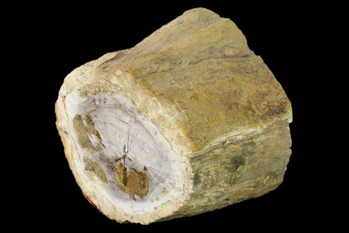 Wide Petrified Wood (Araucaria) Limb - Madagascar #158249